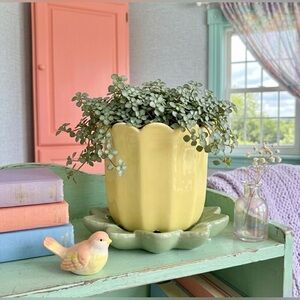 Yellow Tulip Ceramic Planter with Scalloped Sage Green Saucer – 6.5” Floral